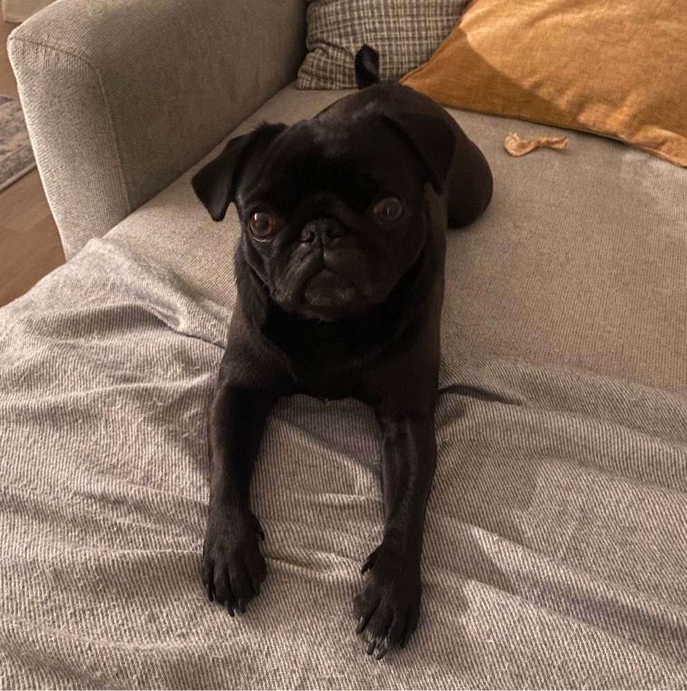 Hundetreffen-Spielkameraden gesucht-Profilbild