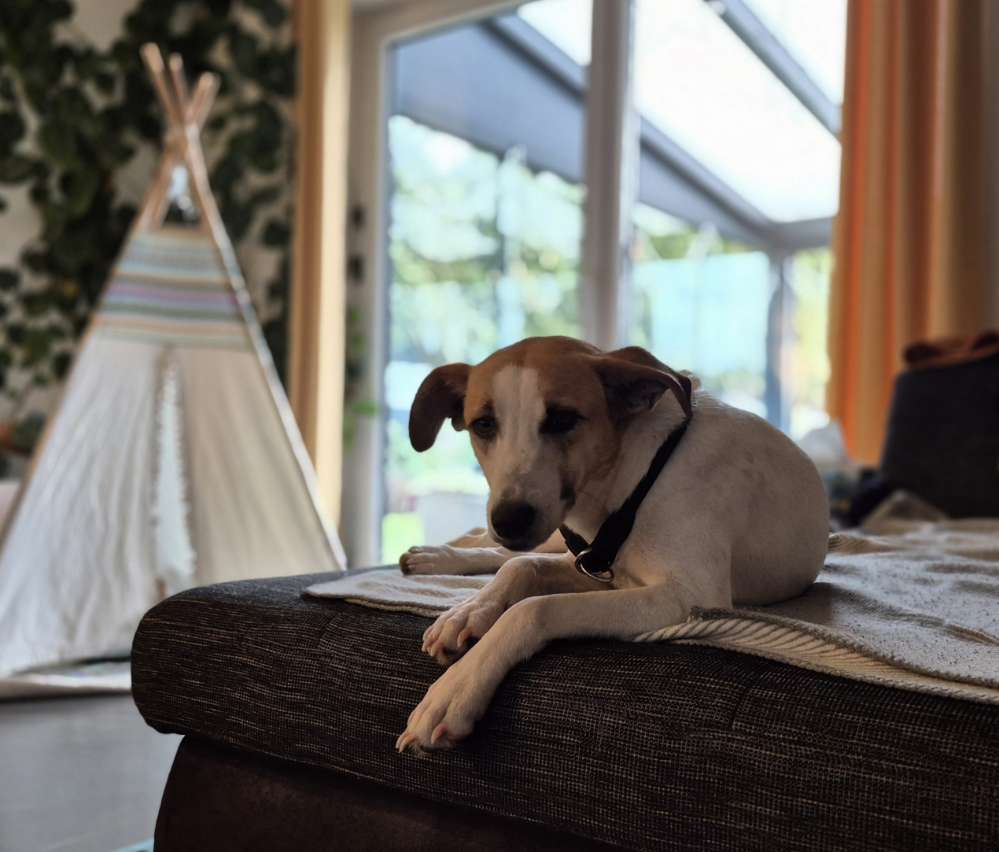 Hundetreffen-Gemeinsame Spaziergänge-Profilbild