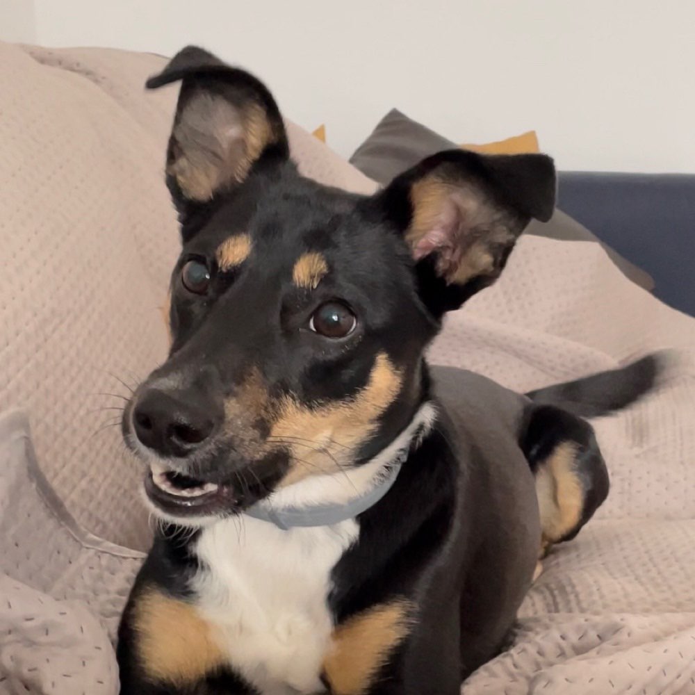 Hundetreffen-Gassirunde/ Wandern - Mainz u.Umgebung-Profilbild