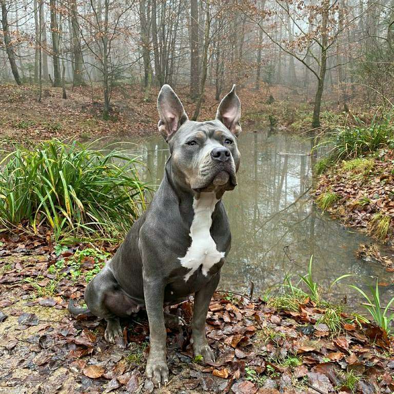 Hundetreffen-Robusten Spielfreund gesucht-Profilbild