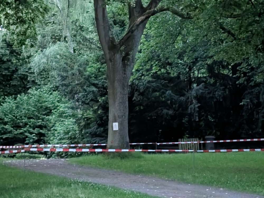 Giftköder-Eichenprozessionsspinner-Profilbild