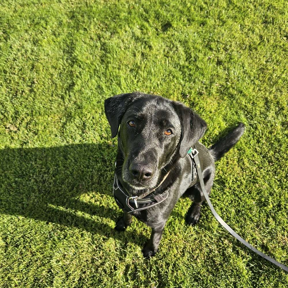 Hundetreffen-Trainings- und Spielpartner für Lou 🐾-Profilbild