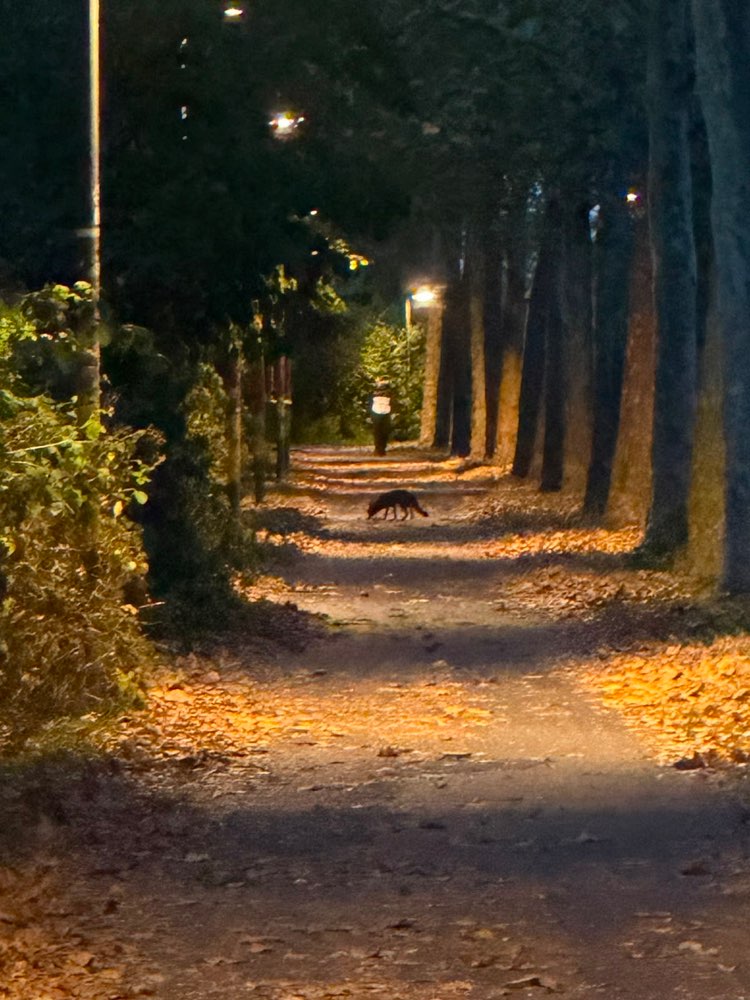 Giftköder-Fuchs-Profilbild