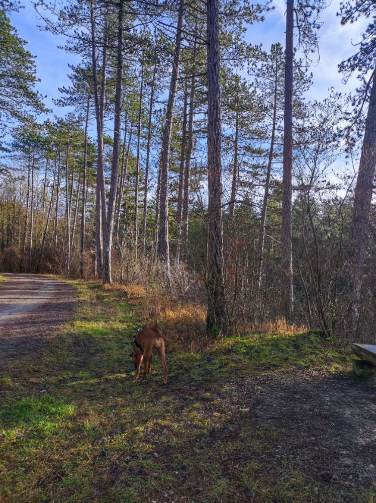 Hundetreffen-Gassirunde mit verspielten Vierbeinern-Profilbild