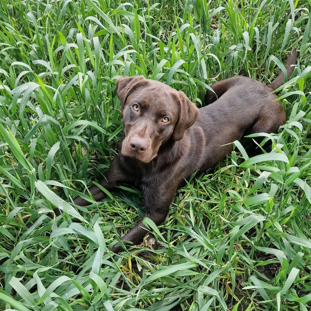 Hundetreffen-Spieltreffen / spazieren gehen-Profilbild