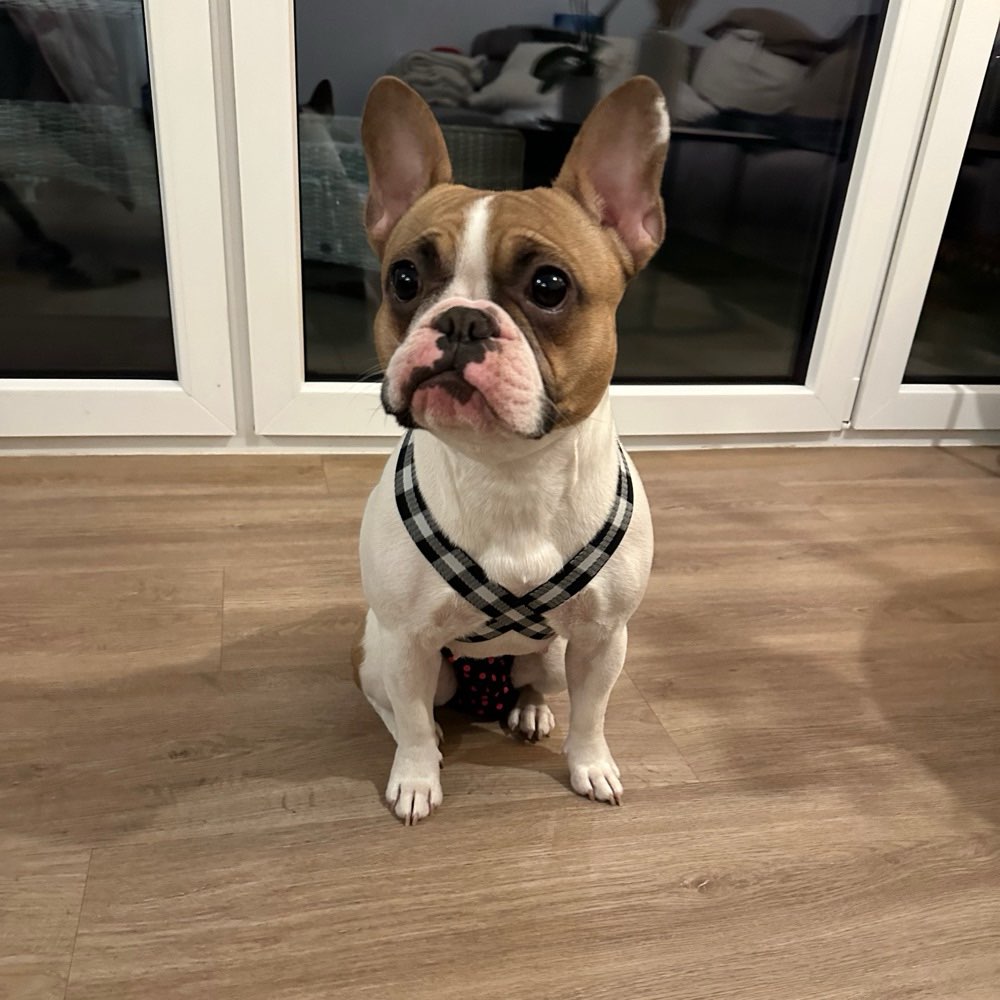 Hundetreffen-Spieltreff oder gemeinsam Gassi gehen-Profilbild