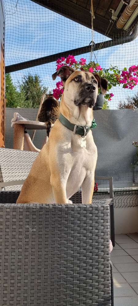 Hundetreffen-Hundebegegnugen trainieren-Profilbild