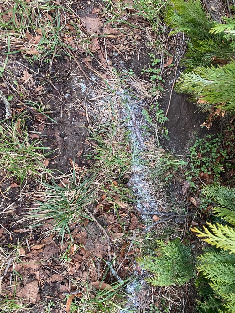 Giftköder-Giftkörder in Pulverform weiß-Profilbild