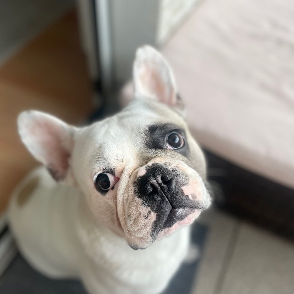 Hundetreffen-Hundefreunde finden-Profilbild