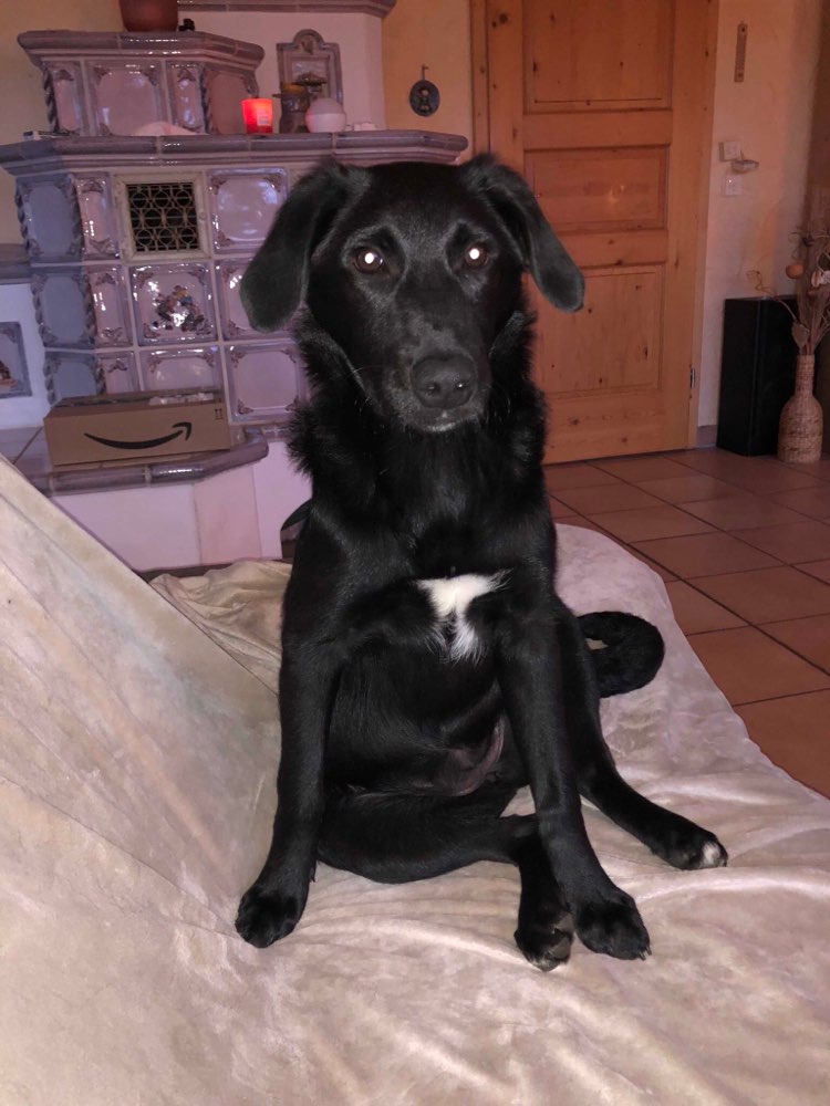 Hundetreffen-Spielkamerad für 6 Monate alte Hündin-Profilbild