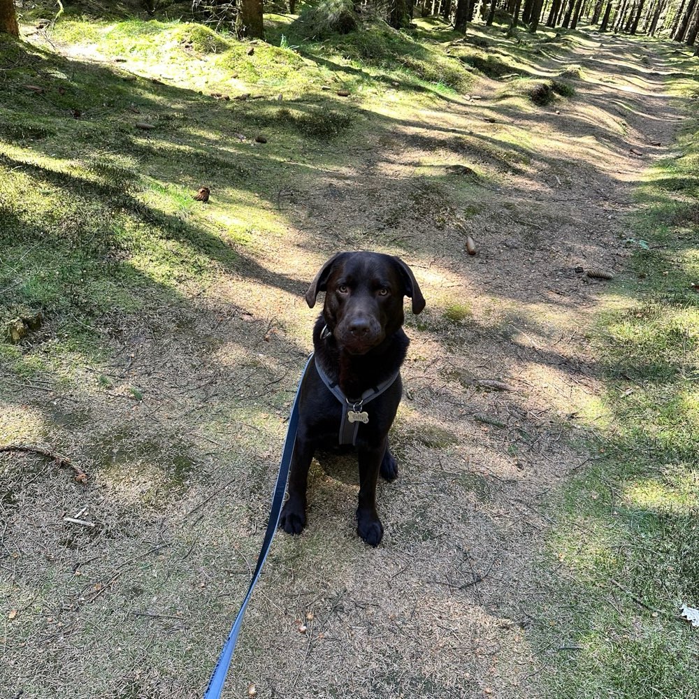 Hundetreffen-Treffen in Seevetal-Profilbild