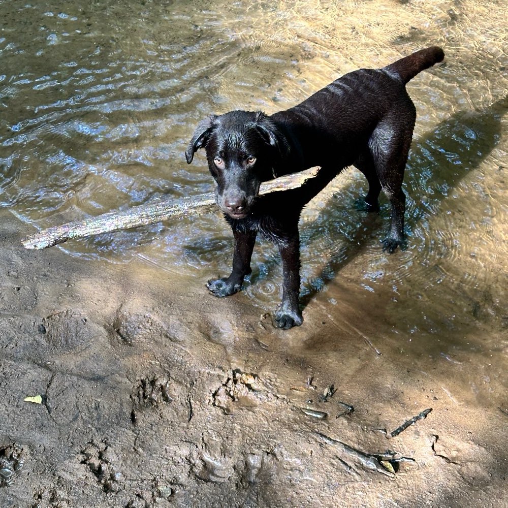 Hundetreffen-Welpentreff in Seevetal-Profilbild