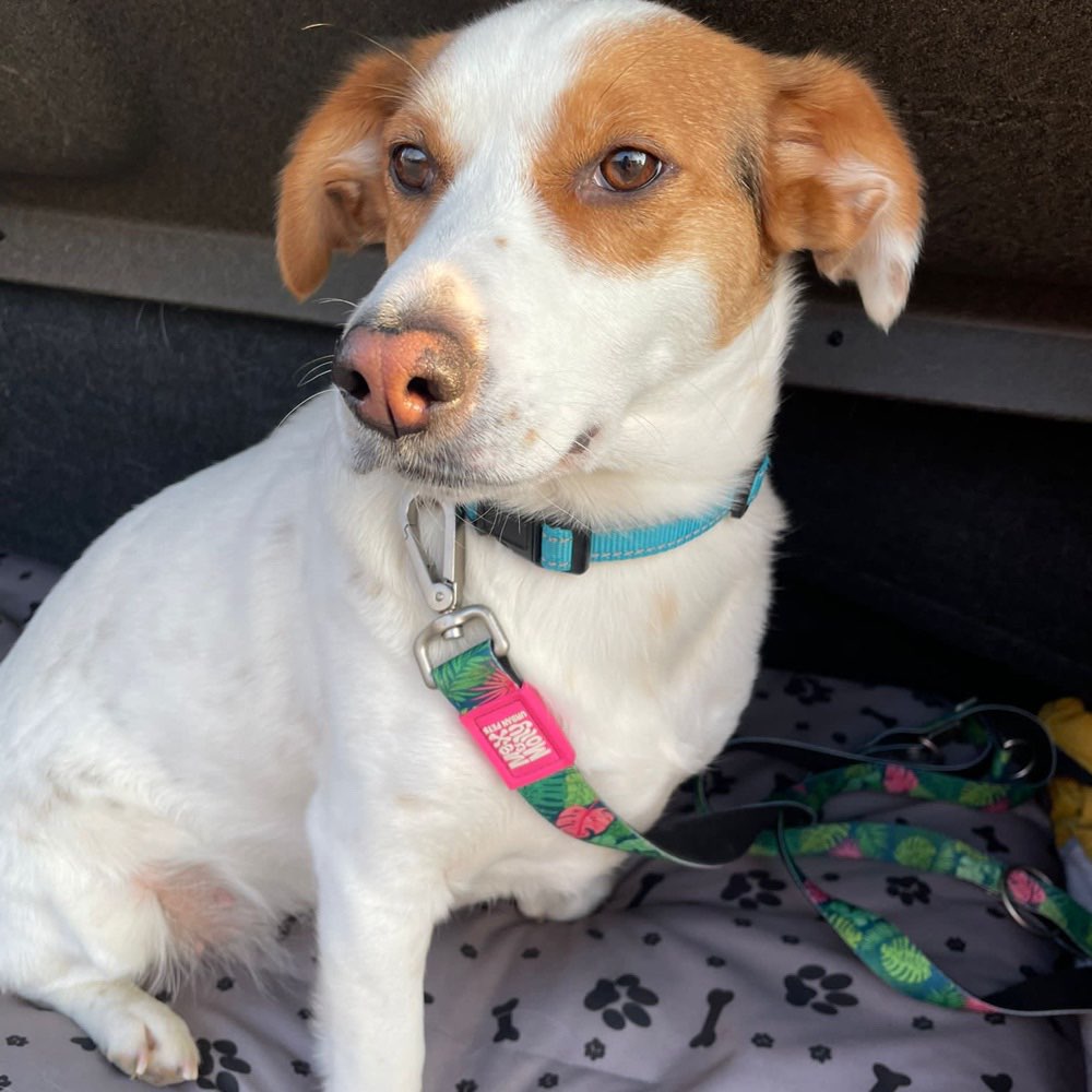 Hundetreffen-Spielerunde Reutlingen-Profilbild