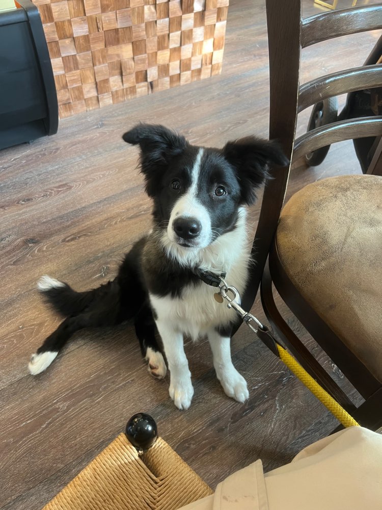 Hundetreffen-Gemeinsame Spaziergänge oder andere Unternehmungen-Profilbild