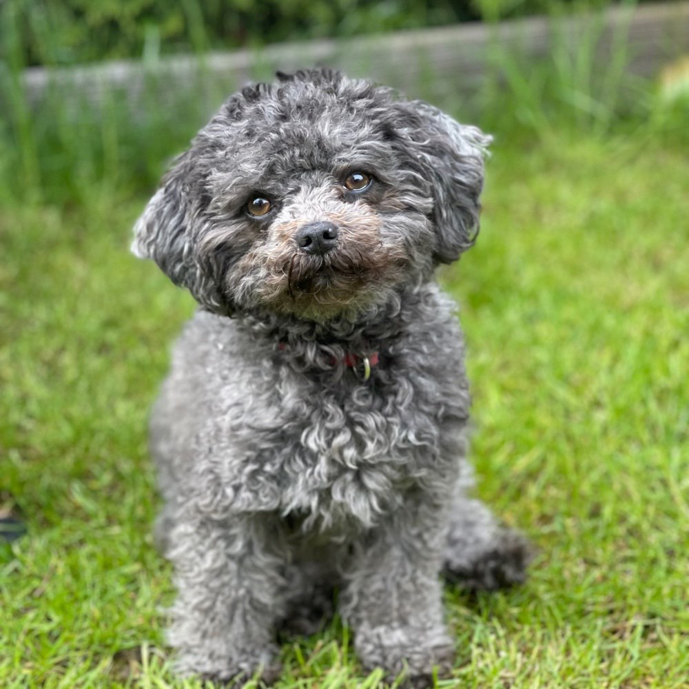 Hundetreffen-Bolonka Treffen im Süden Hamburgs-Profilbild