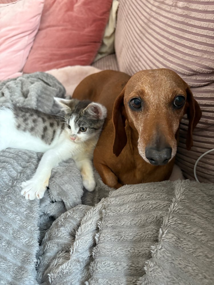 Hundetreffen-Stundenweise Betreuung gesucht in Barsinghausen u. U.-Profilbild