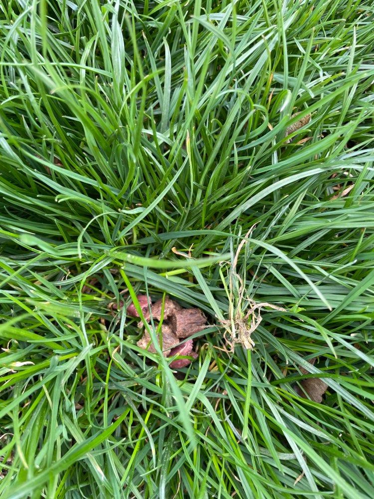 Giftköder-Lerckeries in Grasnarbe versteckt-Profilbild