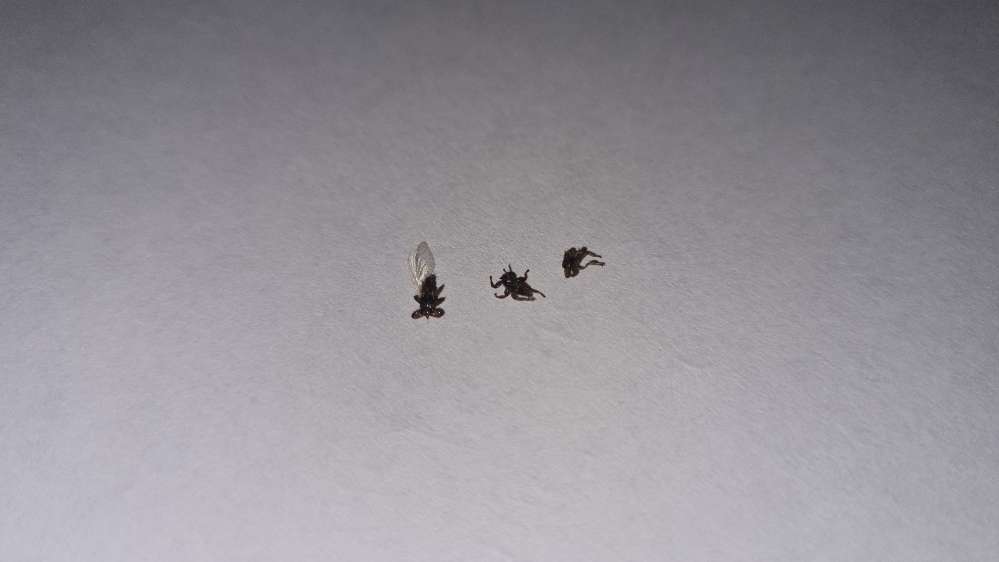 Giftköder-Vermehrtes Vorkommen  Hirschlausfliege-Profilbild