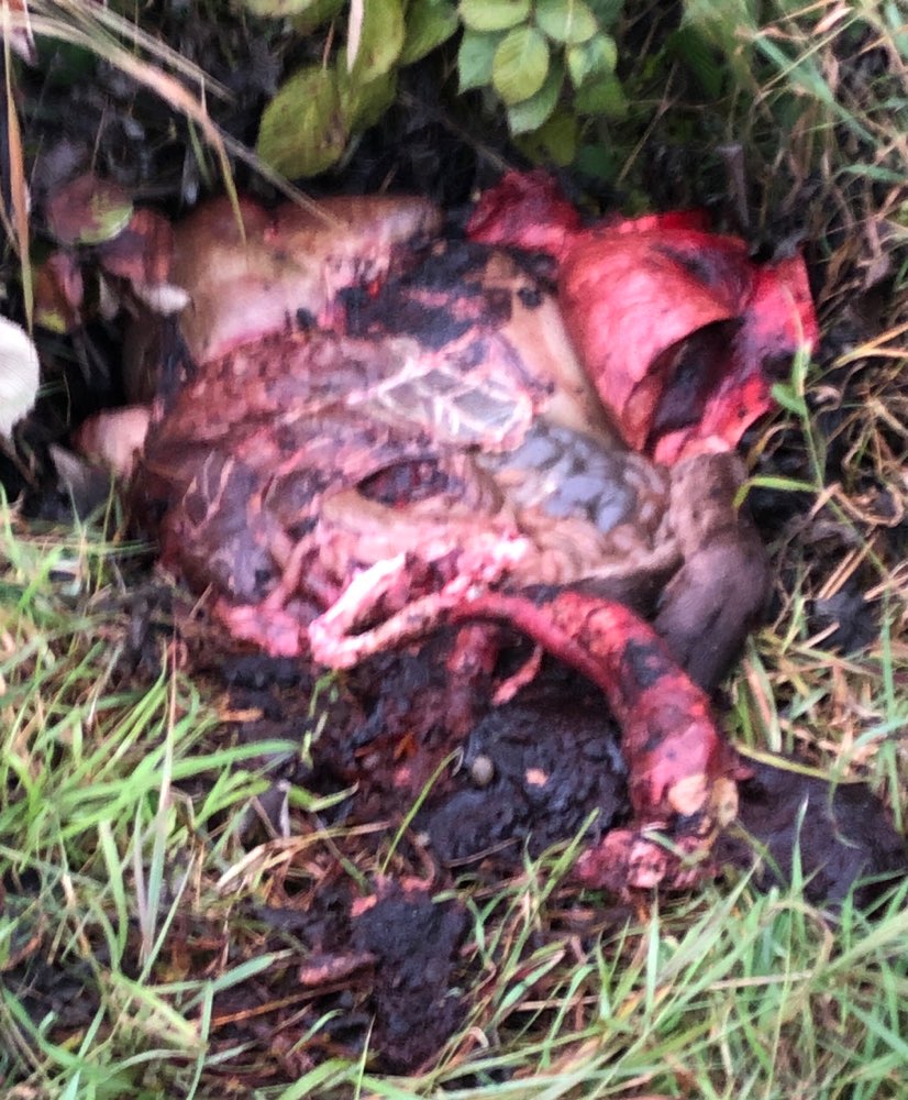 Giftköder-Innereien auf Wiese-Profilbild