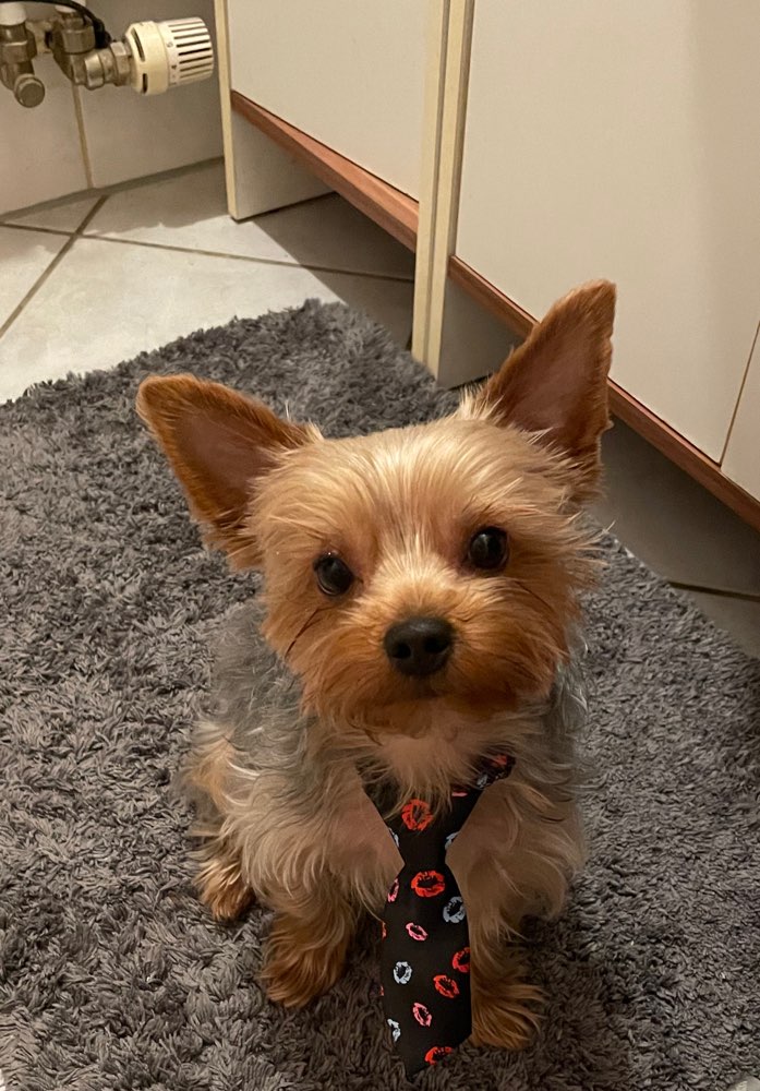 Hundetreffen-Joy sucht freund zum spielen-Profilbild