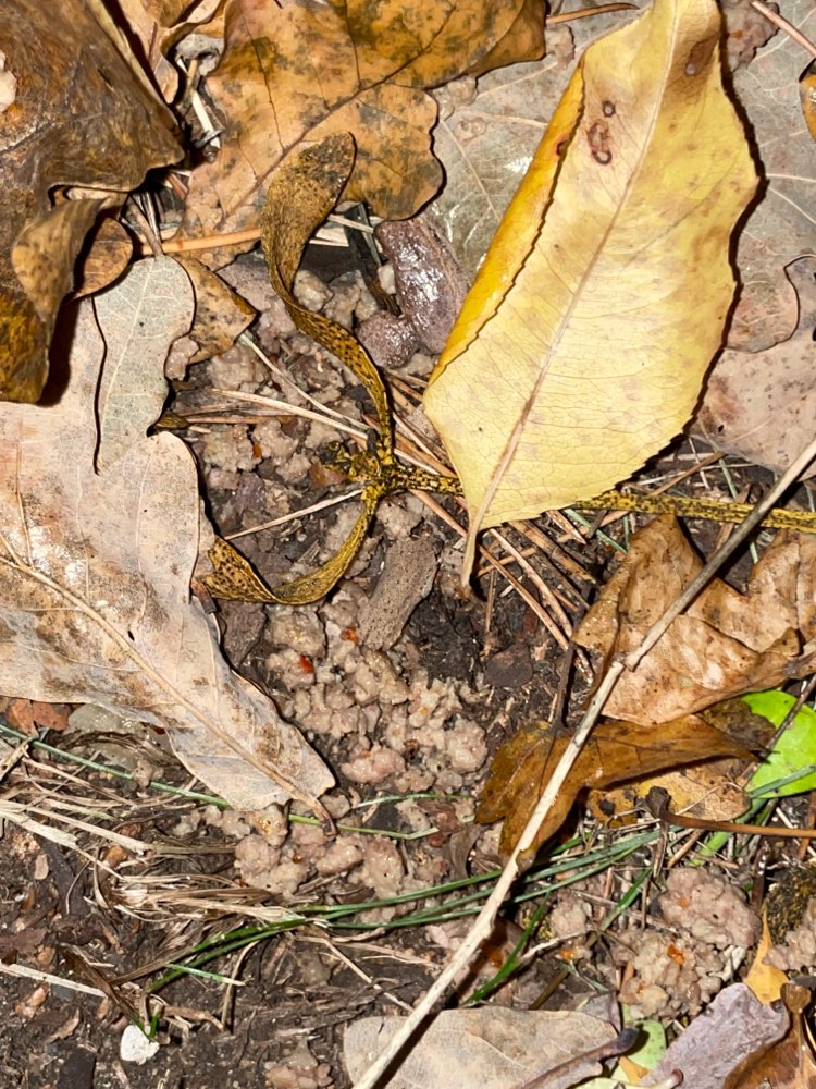 Giftköder-Giftköder-Profilbild