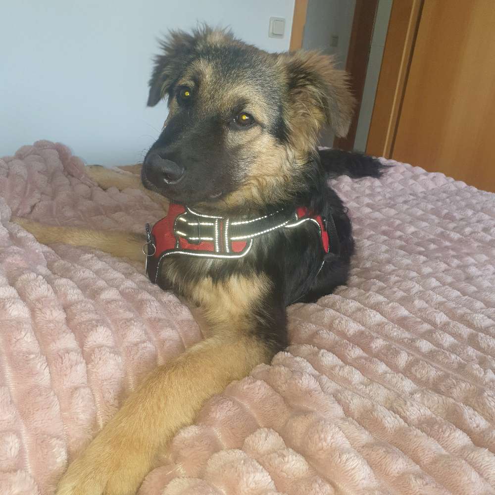 Hundetreffen-Junghund 7.5 monate sucht Spielkameraden-Profilbild