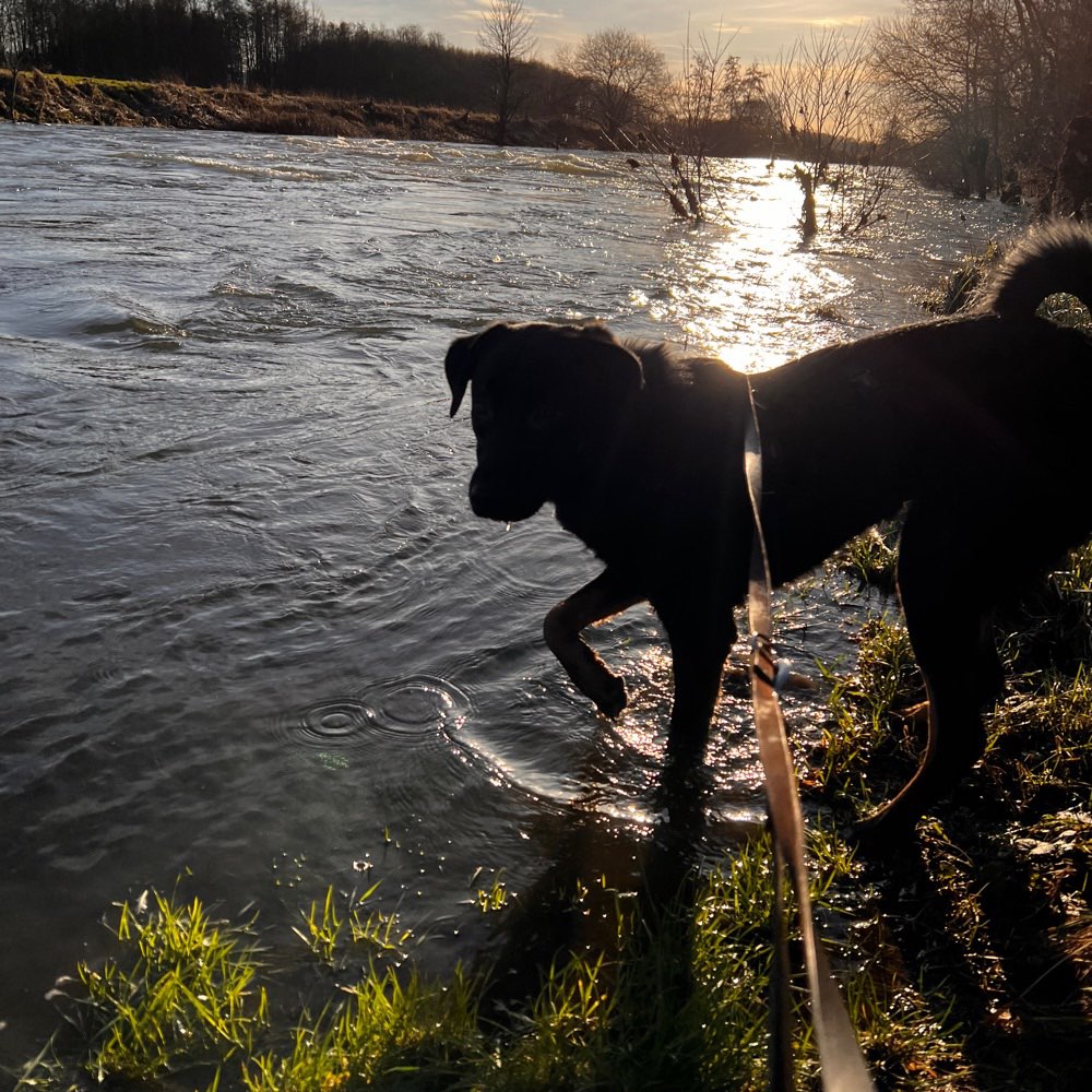 Hundetreffen-Gemeinsam spazieren gehen in Letmathe-Profilbild