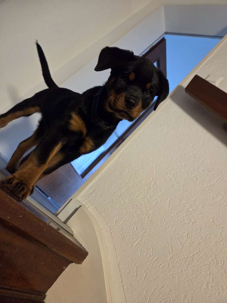 Hundetreffen-Welpentreffen-Profilbild