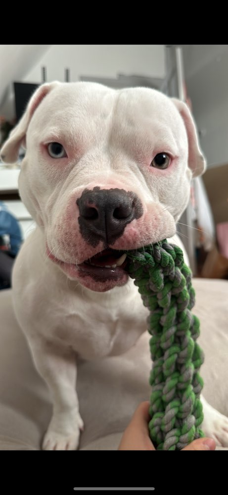 Hundetreffen-Luna sucht neue Spielkameraden-Profilbild