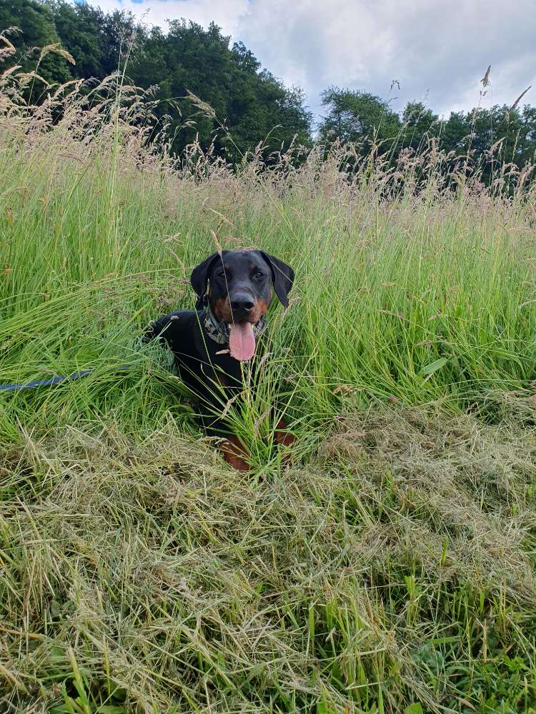 Hundetreffen-Kontrollierter Sozialkontakt-Profilbild