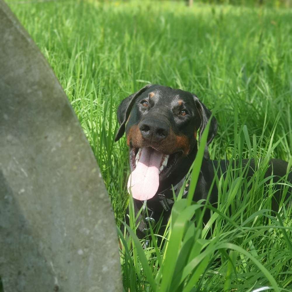 Hundetreffen-Social Walk/Hundebegegnungen üben in Raum Köln/Overath/Rösrath/Engelskirchen-Profilbild