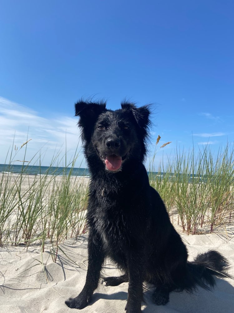 Hundetreffen-Gemeinsame Gassi- und Spielrunde-Profilbild