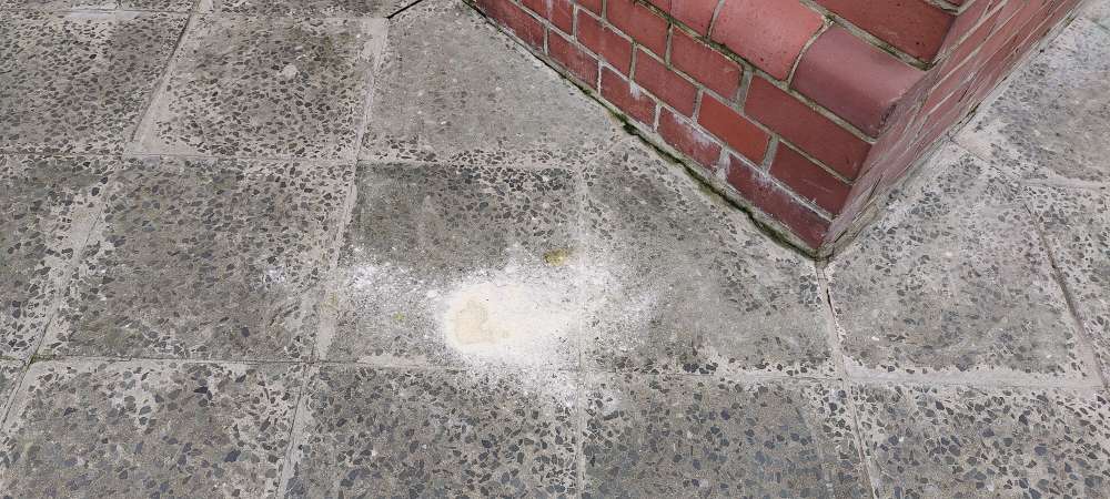 Giftköder-Weißes Pulver / white powder-Profilbild