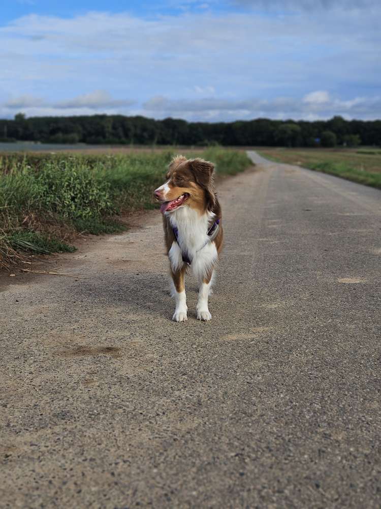 Hundetreffen-Wir suchen einen Hundelfreund/in für gemeinsame Gassirunde-Profilbild