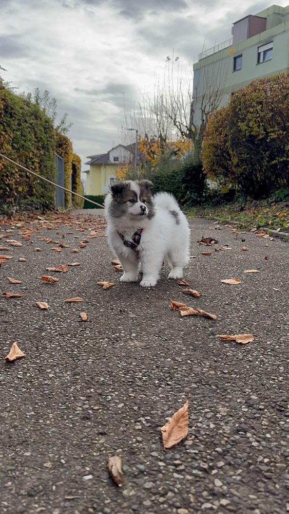 Hundetreffen-Welpe sucht freundliche Hundebegegnungen-Profilbild