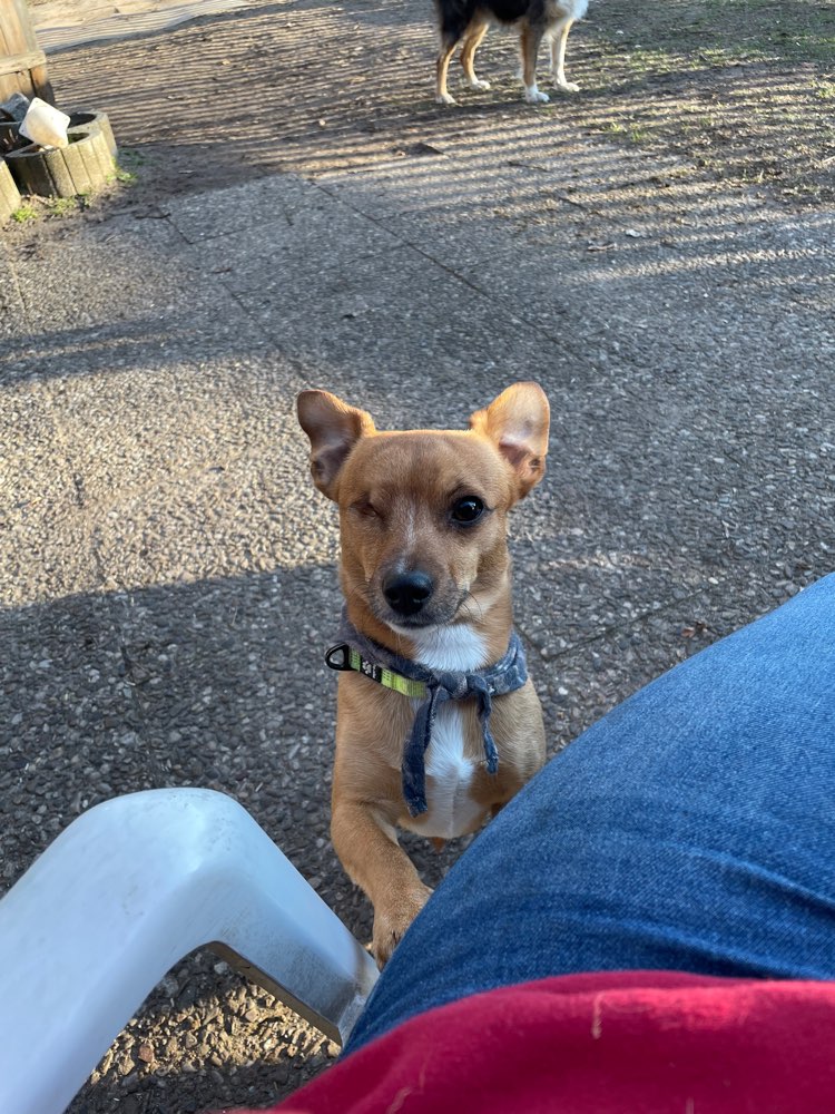 Hundetreffen-Suche Gassi Freunde-Profilbild