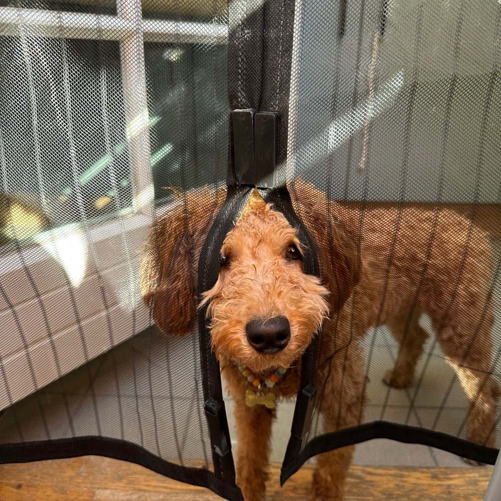 Hundetreffen-Florisdorf & Umgebung-Profilbild