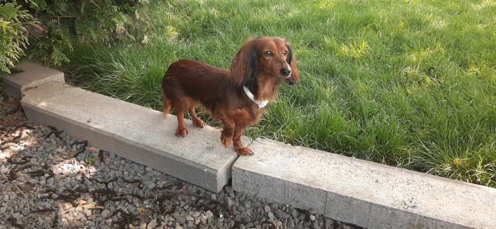 Hundetreffen-Aufgewecktes Dackelmädchen sucht gemeinsame Gassirunden und/oder Spieletreffs-Profilbild