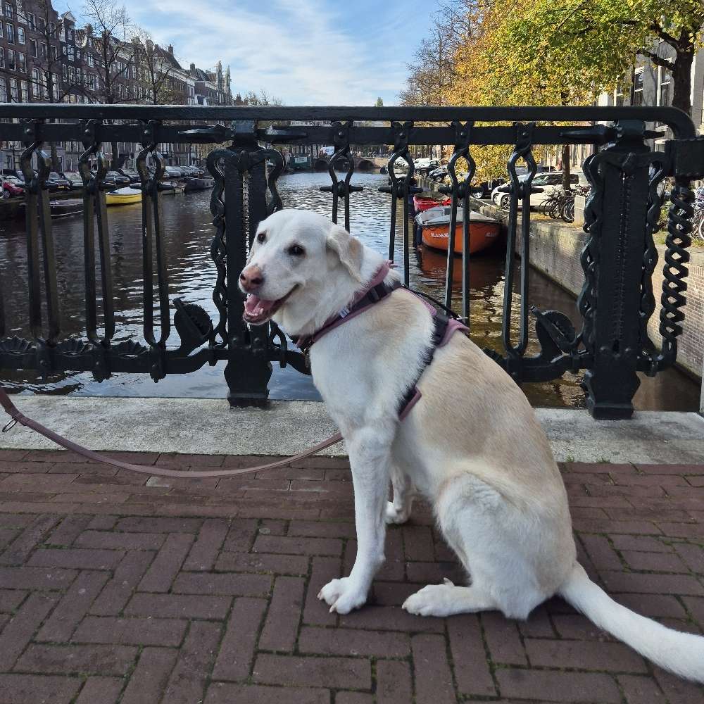 Hundetreffen-Neve freut sich über Gassi Dates-Profilbild