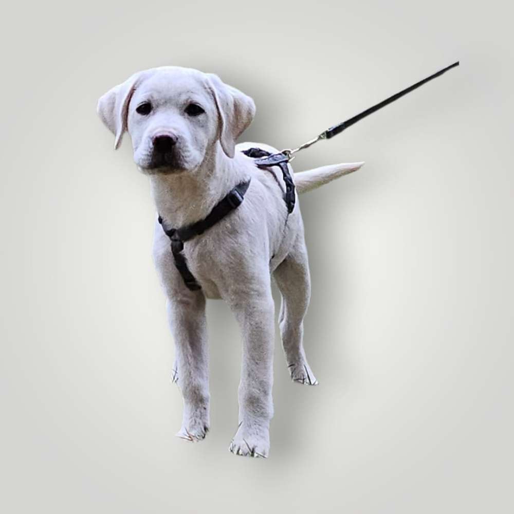 Hundetreffen-Spieltreffen-Profilbild