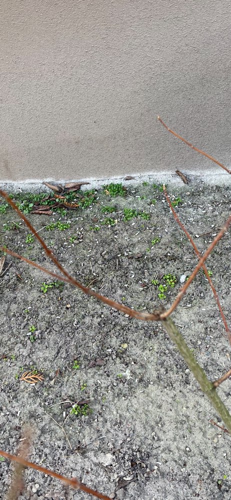 Giftköder-Rattengift-Profilbild