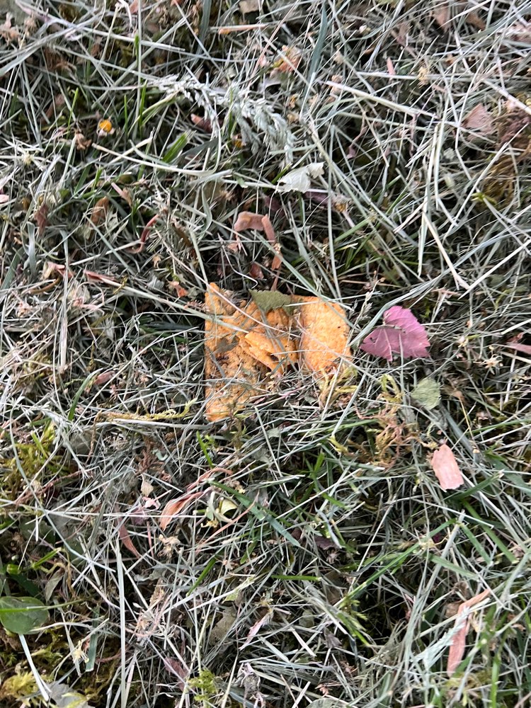 Giftköder-Mögliche Giftköder,Hundefutter verstreut-Profilbild