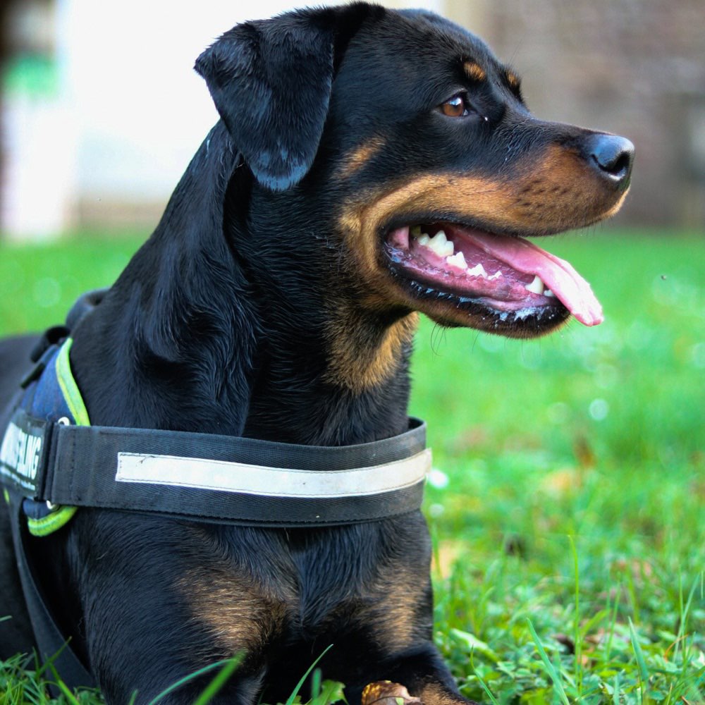 Hundetreffen-Hunderunde-Profilbild