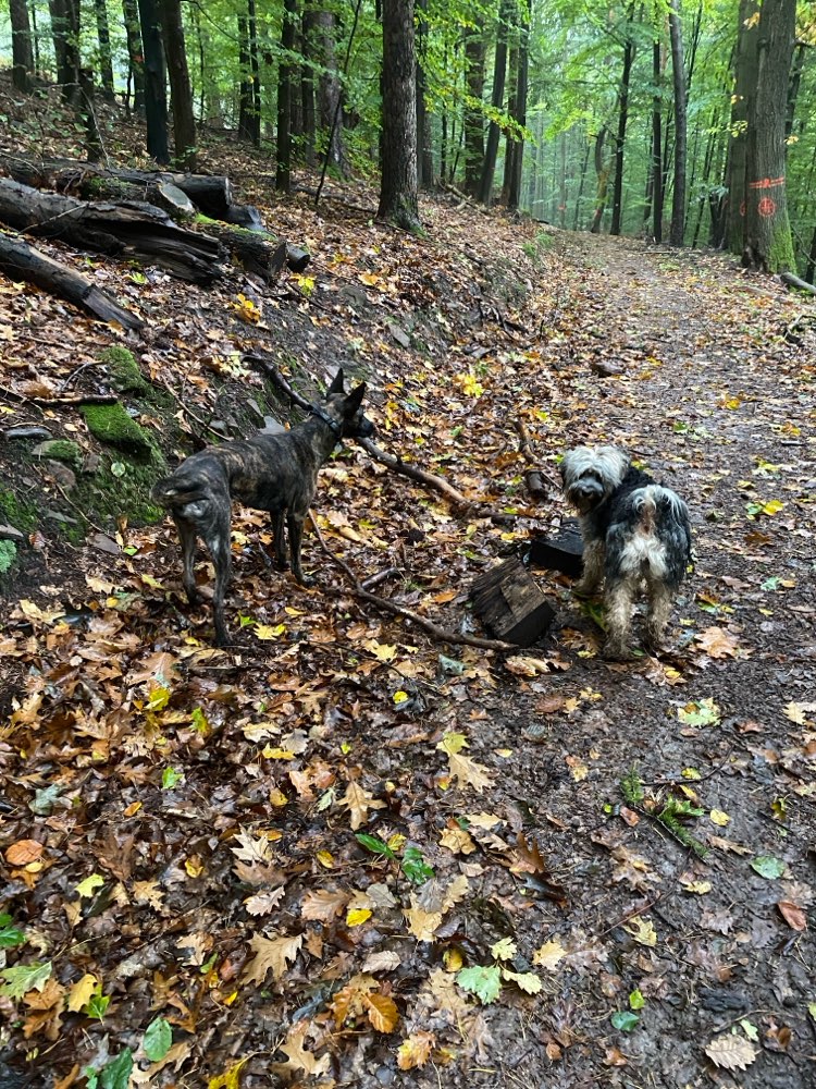 Hundetreffen-Gassi gehen-Profilbild