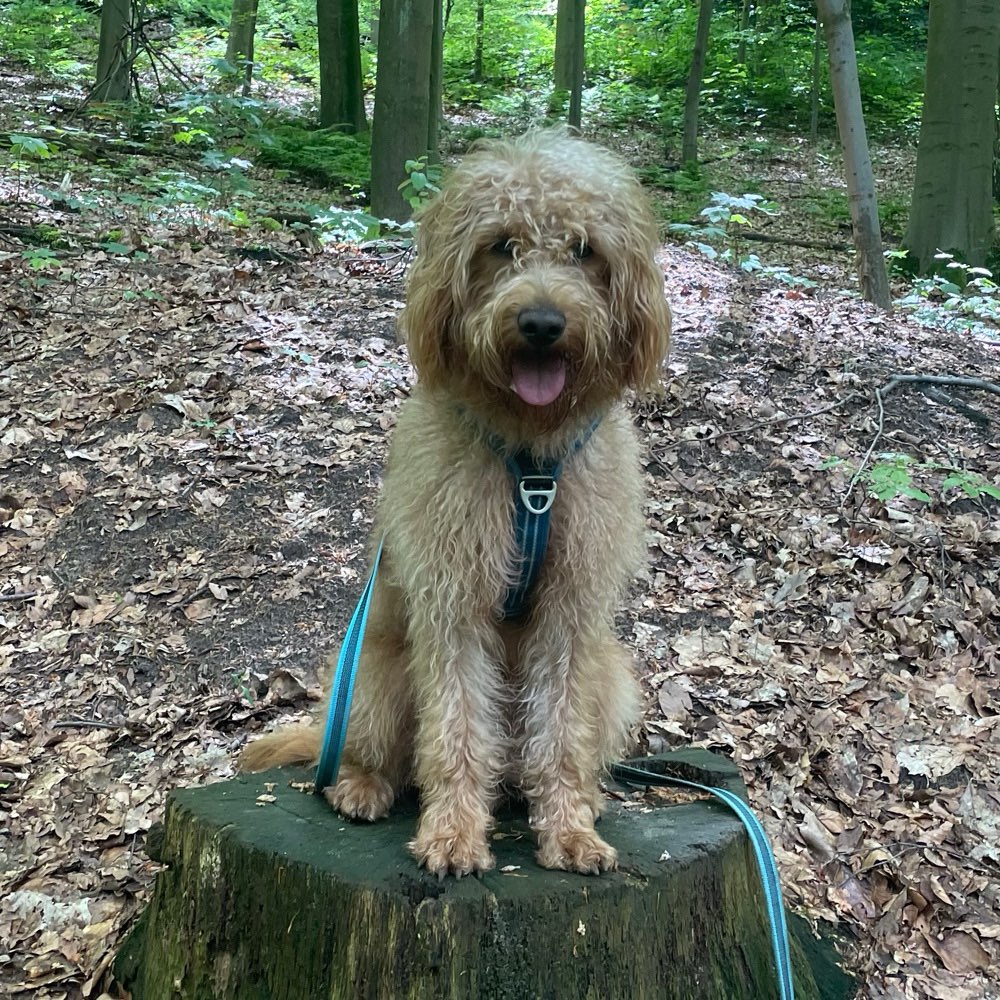 Hundetreffen-Treffen mit freundlichen Hunden:) für Spiel, Spaß und Training-Profilbild