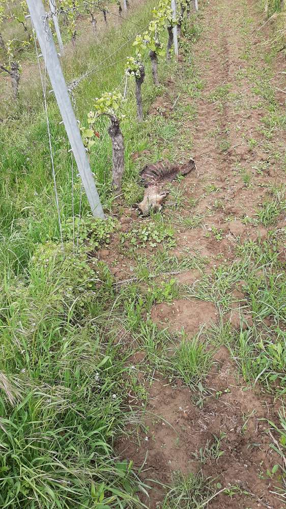 Giftköder-Rehkadaver gegenüber Erbacher Sportplatz-Profilbild