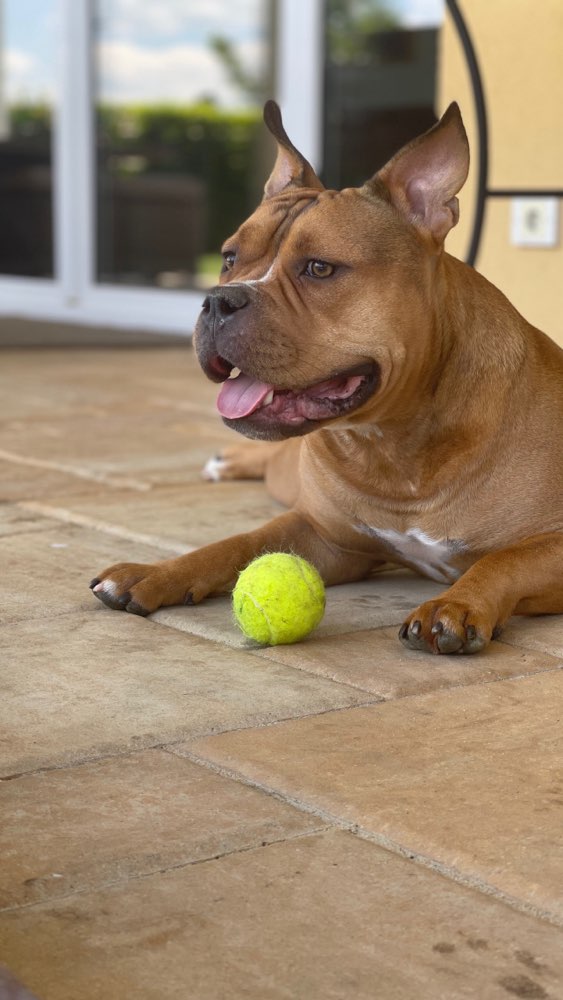 Hundetreffen-Hundewiese - Damen bevorzugt 🤞 / oder junge Rüden-Profilbild