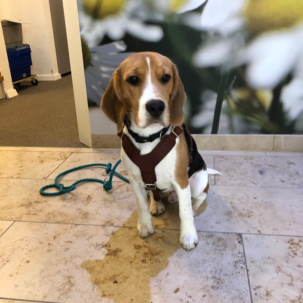 Hundetreffen-Gemeinsame „Hunderunde“😉-Profilbild