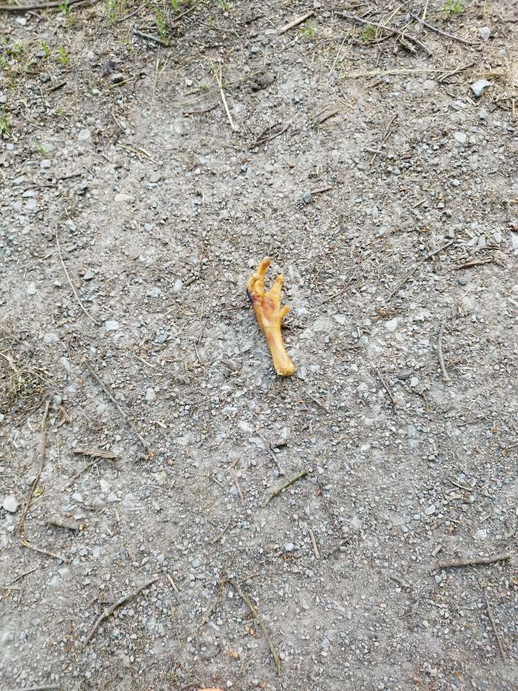 Giftköder-Hühnerfuß auf dem Weg-Profilbild