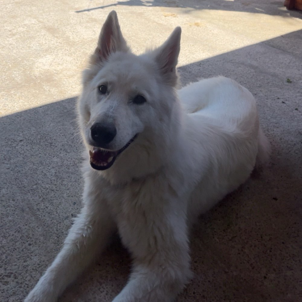 Hundetreffen-Spaziergang/Training-Profilbild